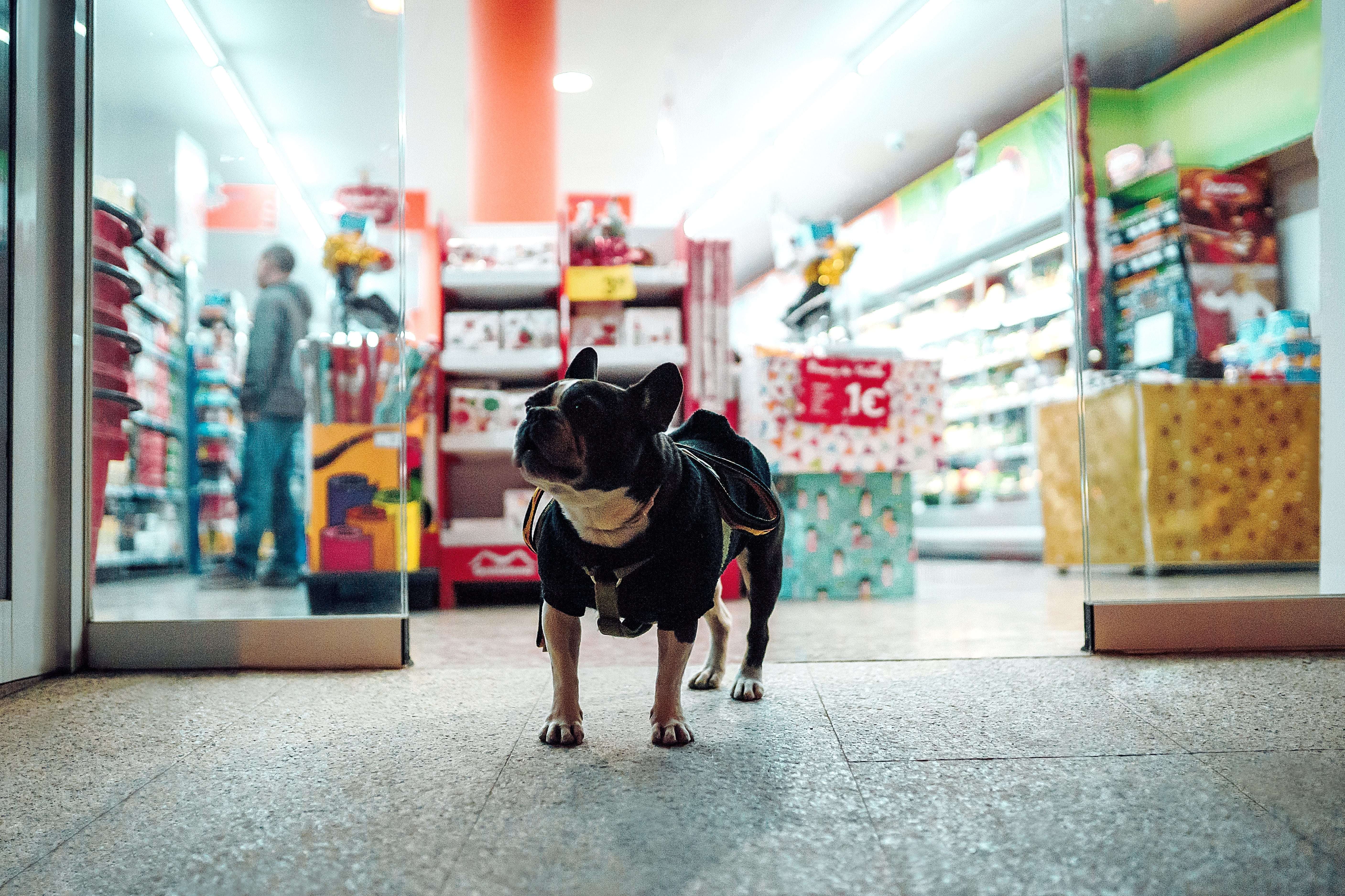 Kunde Hund geht Kunden gewinnen