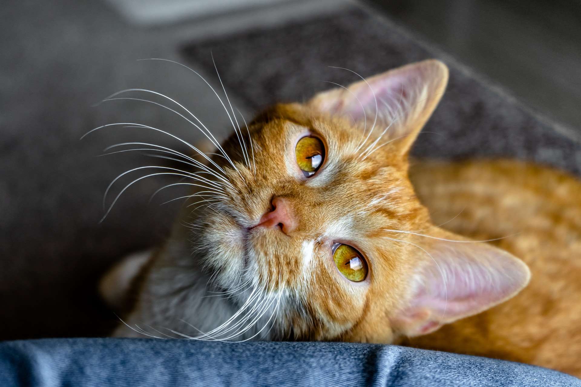 katze als haustier haustier
